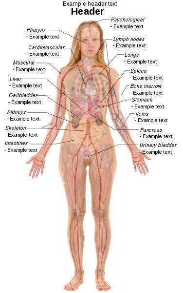Template Human Body Diagrams Wikimedia Commons Human Body Organs My XXX Hot Girl