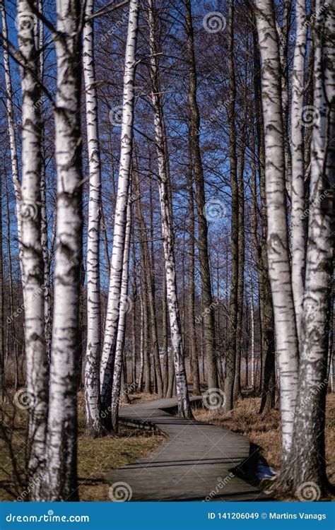 Birch Trees With Damaged Bark In Naked Winter Landscape Stock Image Image Of Wood Person