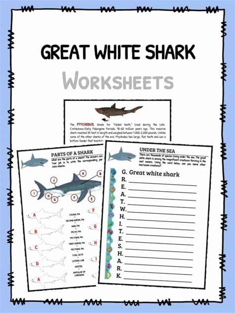 Great White Shark Facts Worksheets And Habitat Information For Kids