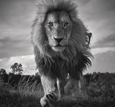 Tusk Year Of The Lion Photo Winners Unveiled