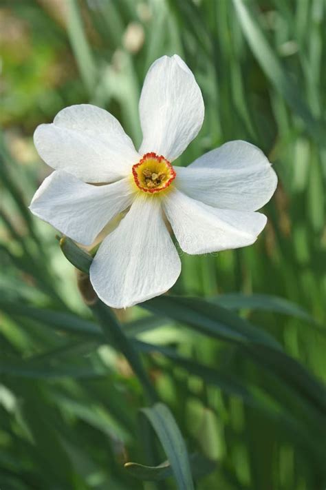 Poet Daffodil Actaea Flower Stock Image Image Of Petal Spring 105078321