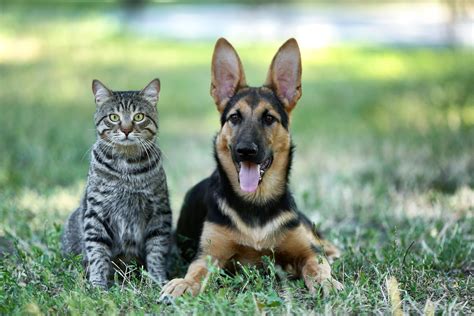 Services for pets in the east valley and surrounding areas since 1984. Which Cost More — Cats or Dogs? (And How to Save on Both ...