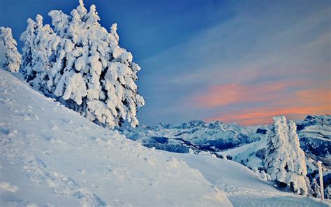 High Resolution Wallpaper Of Winter Image Of Snow Tree