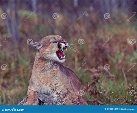 Cougar Growling Close Up Stock Image Image Of Dangerous 220929865