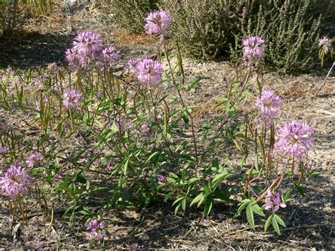 Check spelling or type a new query. Rocky Mountain Bee Plant