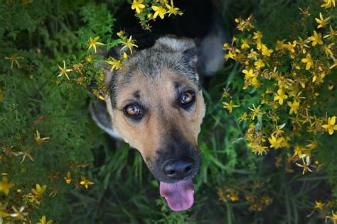 10 Things You Need To Know Before Adopting A German Shepherd Lens And
