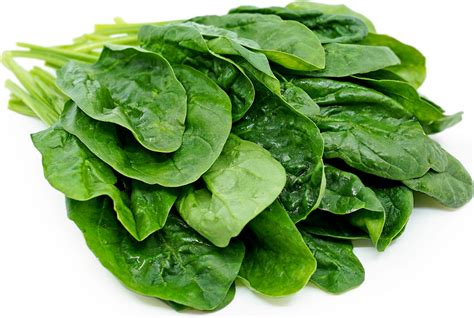 Organic Bunch Spinach Information And Facts