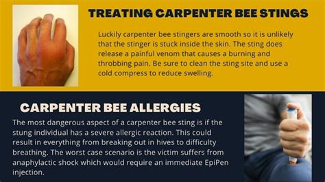 Do Carpenter Bees Sting And Are They Dangerous