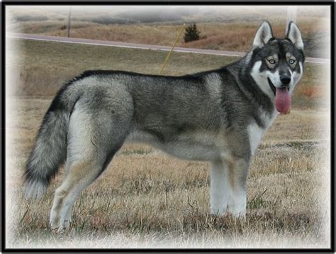 She comes with all vaccines up to date and aca papers. Is my Siberian husky puppy Agouti??? - Siberian Husky ...