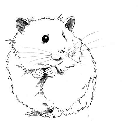 Klicke auf eine meerschweinchen malvorlage und drucke die ausmalbilder aus. Hamster Ausmalbilder