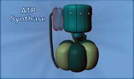 The atp synthase of hbt. JimSpace: The Continuing Marvel of ATP Production