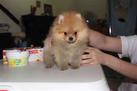 The pomeranian is small due to selective breeding, and larger pomeranians in the 15 to 20 lbs group would be a better choice if you have small children. LovelyPuppy: 20130625 Tiny Pomeranian Puppy With MKA Cert