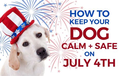 How To Keep Your Dog Calm During Fireworks Calm Dogs Pet Safe Dog