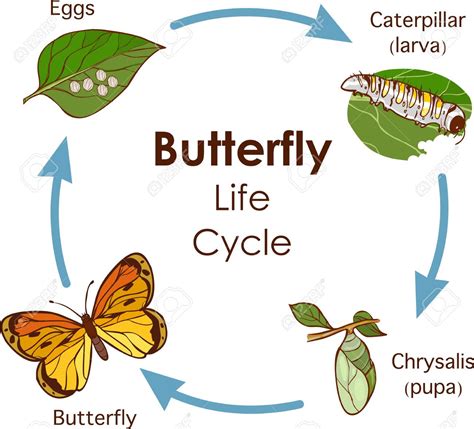 Life Cycle Of A Butterfly Printable Worksheet Butterfly Life Cycle
