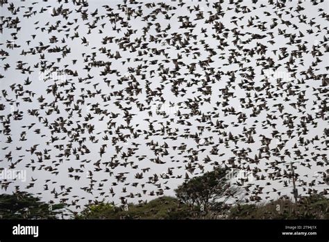 Helicopter in murmuration hi-res stock photography and images - Alamy