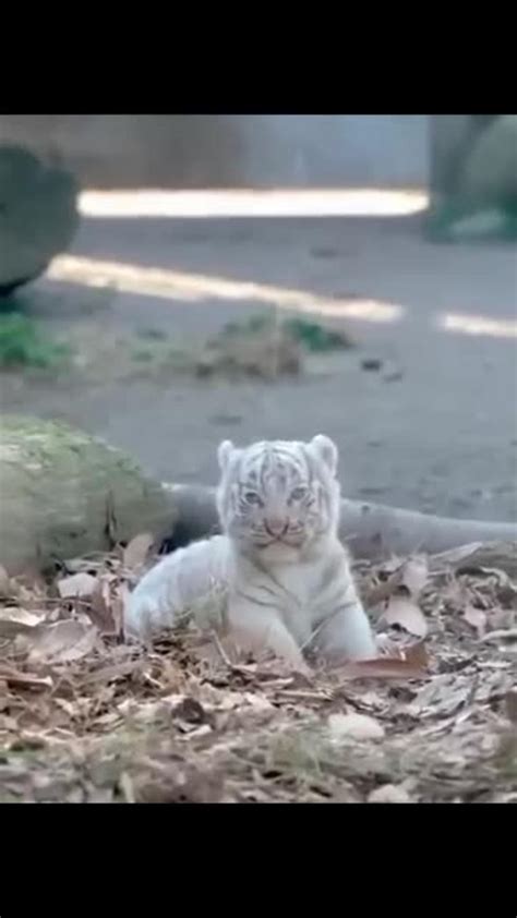 Beautiful Rare White Tiger Cub Nouman Hassan One News Page Video