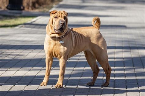 Chinese Shar Pei Dog Breed Information Images Characteristics Health