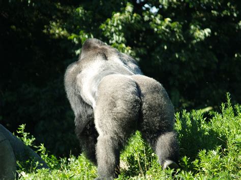 Silver Back Gorilla Gorille Animaux