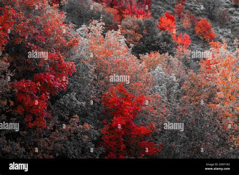 Maple Arce Forest In Autumn Eureka Juab County Utah Usa America