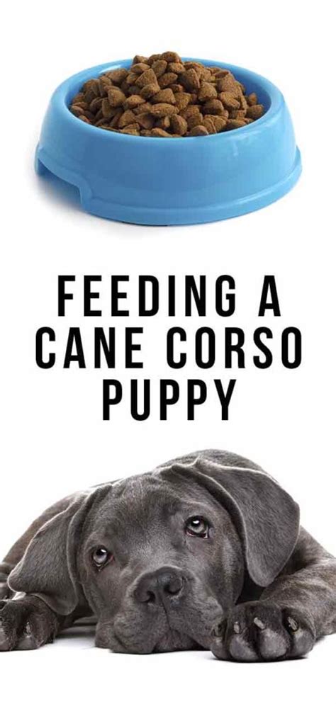 Feeding A Cane Corso Puppy How To Look After Your New Best Friend