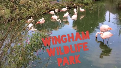 Wingham Wildlife Park Kent Uk 2018 Youtube