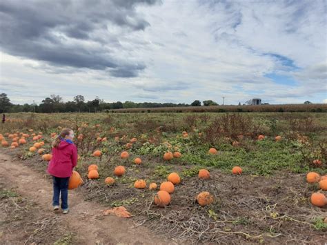 Pick your own Pumpkins at Miller Farms….today is the Last Saturday ...