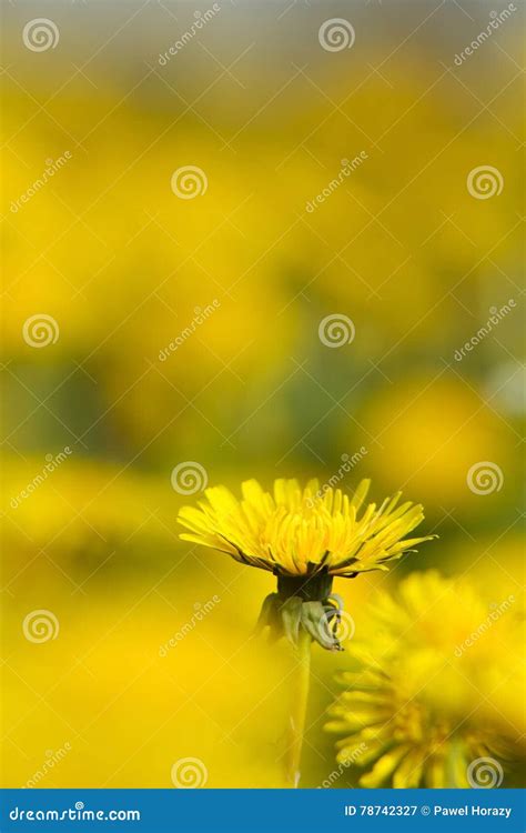 Yellow Dandelions On Green Meadow Stock Image Image Of Summer Nature