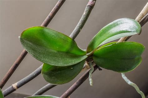 How To Propagate Orchids Complete Guide 2022