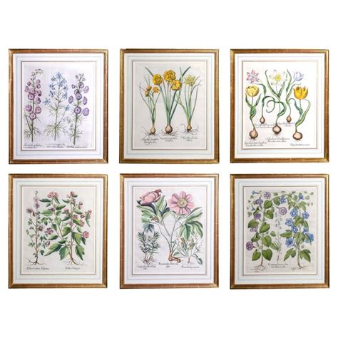 Set Of Six Framed Botanicals By Basilius Besler At 1stdibs
