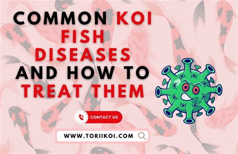 Common Koi Fish Diseases And How To Treat Them
