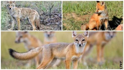 Know The Difference Between Swift Foxes Coyotes And Red Foxes Swift