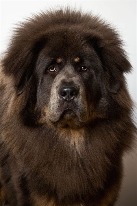 Big Black Dog Breeds 10 Breeds Of Dog With Wonderful Black Coats