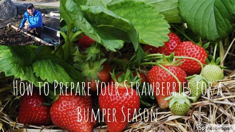 How To Prepare Your Strawberry Beds For A Bumper Season Youtube