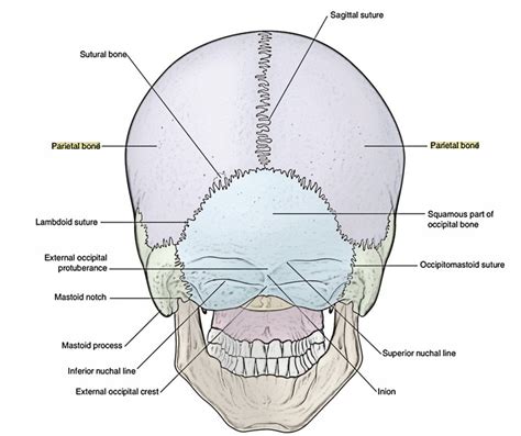 Frontal Bone Surface Anatomy