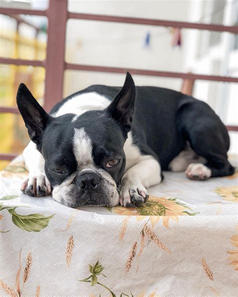15 Amazing Facts About Boston Terriers You Probably Never Knew Page 5