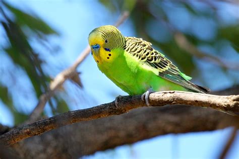 Budgies Are Awesome Migration Habits Of Wild Budgerigars