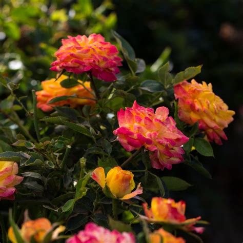 Live Plant Rainbow Sunblaze Miniature Rose Bush Fragranthardy 2
