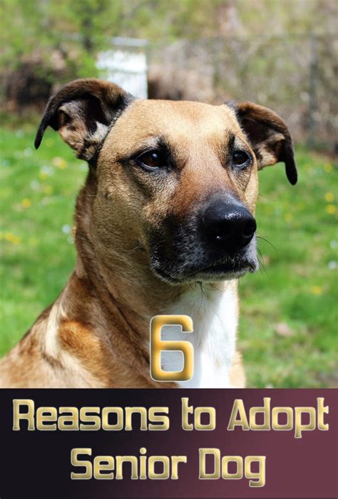 Quiet Corner6 Reasons To Adopt A Senior Dog Quiet Corner