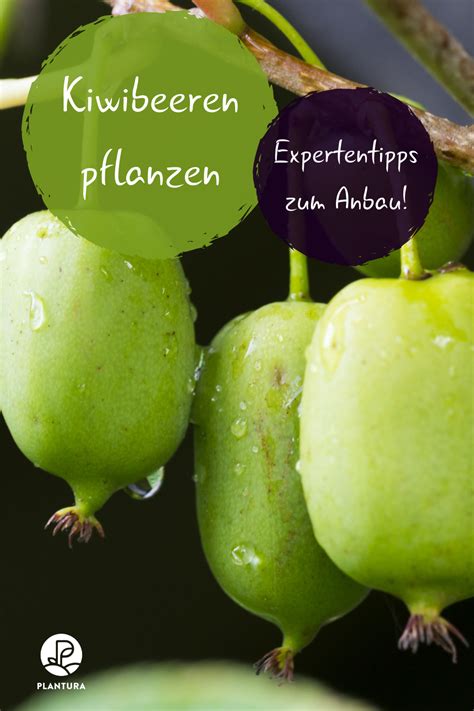 Rindenmulch kann man für verschiedene zwecke im garten einsetzen. Kiwibeeren pflanzen: Tipps zum Anbau der Mini-Kiwi ...