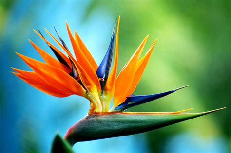 Cara Menanam Bunga Bird Of Paradise Tanamanbaru