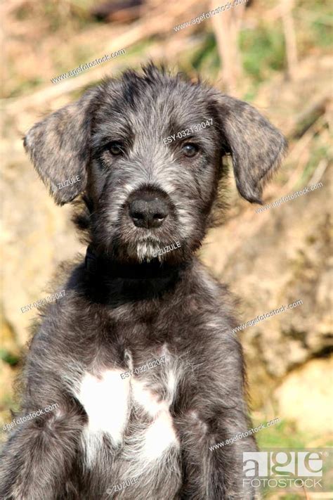 Nice Irish Wolfhound Puppy Lying In Nature Stock Photo Picture And