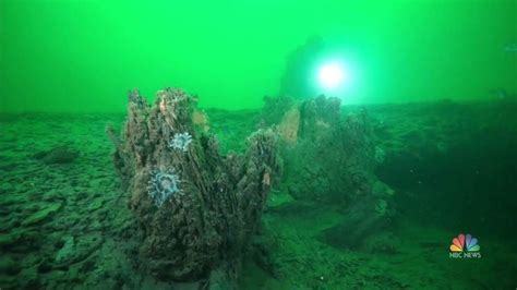 Hidden Treasure The Unveiling Of Ancient Underwater Forest Off Alabama