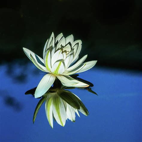 Night Blooming Water Lily Photograph By Yvonne Randolph Fine Art America