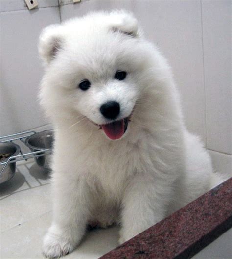 Biscuit Samoyed Puppies Images And Pictures Becuo