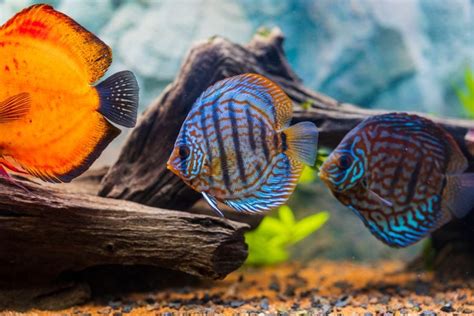Discus Fish Care 101 Guide For Beginners Avid Aquarist