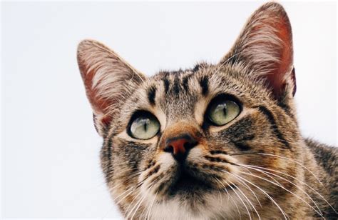 How To Deal With Your Cats Ear Infection Otitis Externa Firstvet