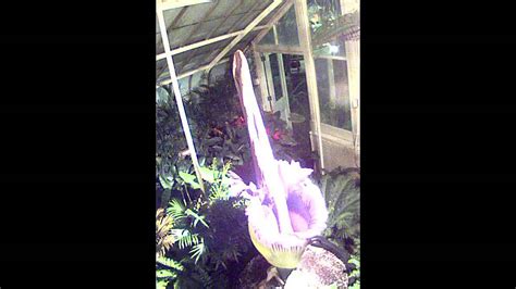 Morty The Corpse Flower Amorphophallus Titanum Time Lapse Youtube