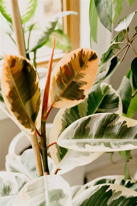 Nevertheless, they need a little care. How to Care for Your Variegated Rubber Plant (Ficus ...
