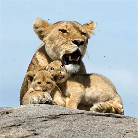 Wildlife Animals And Nature — Lioness With 2 Cubs Photography By