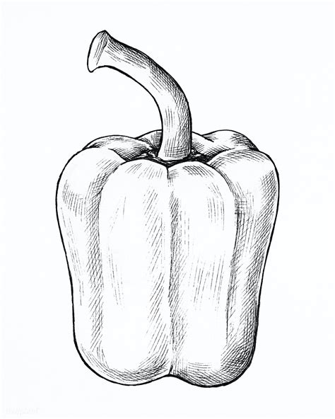 Hand Drawn Fresh Bell Pepper Premium Image By How To Draw Hands Stuffed Bell